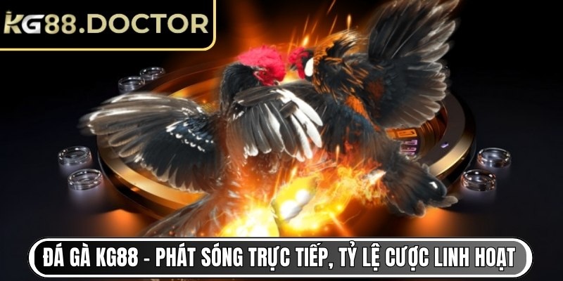 Đá Gà KG88 - Phát sóng trực tiếp, tỷ lệ cược linh hoạt